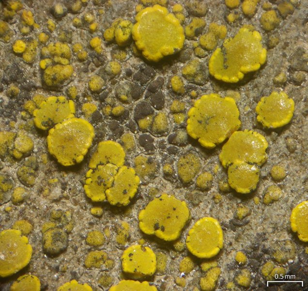 Candelariella aurella