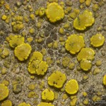 Candelariella aurella