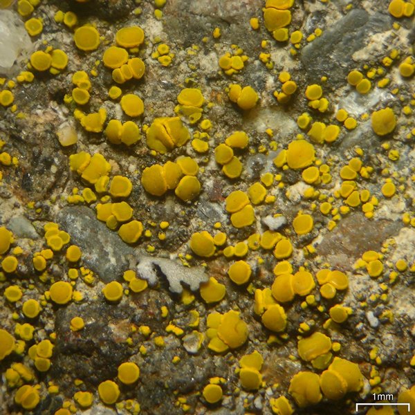 Candelariella aurella