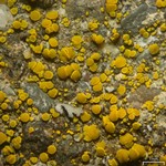 Candelariella aurella