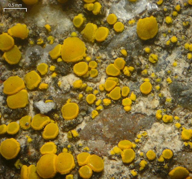 Candelariella aurella