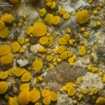 Candelariella aurella