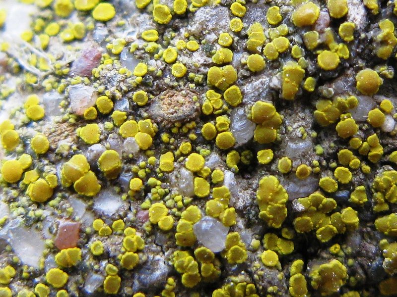 Candelariella aurella