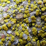 Candelariella aurella
