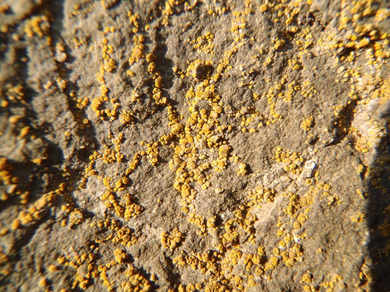 Candelariella aurella