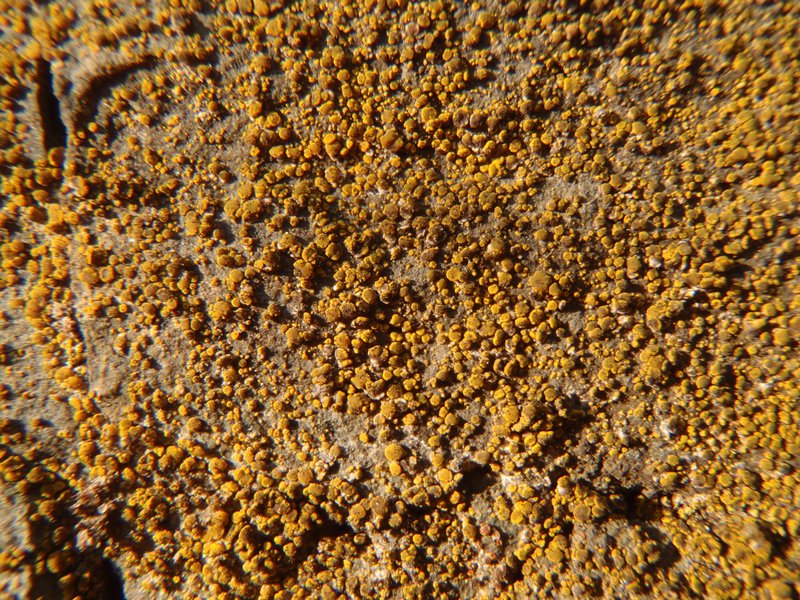 Candelariella aurella