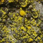 Candelariella biatorina