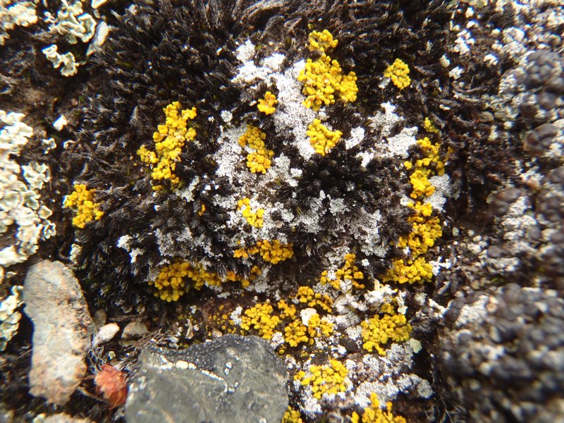 Candelariella canadensis