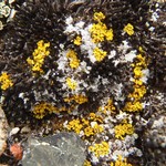 Candelariella canadensis