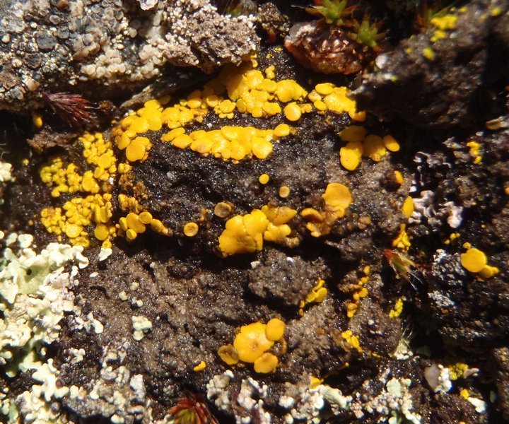 Candelariella canadensis