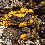 Candelariella canadensis