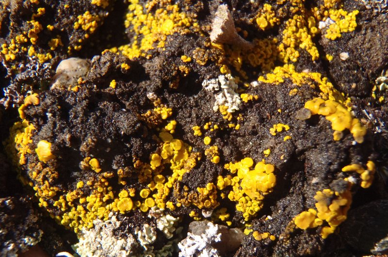 Candelariella canadensis