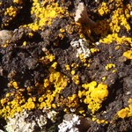 Candelariella canadensis
