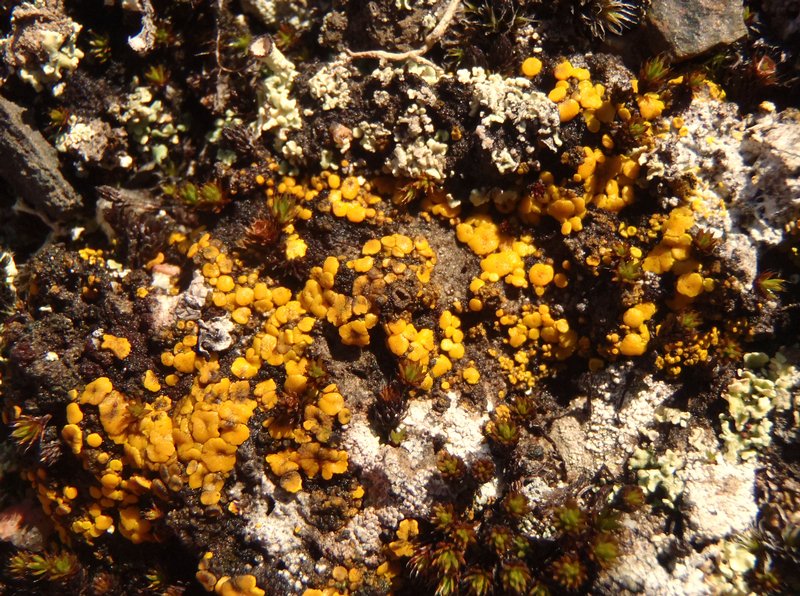 Candelariella canadensis