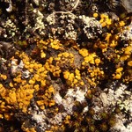 Candelariella canadensis