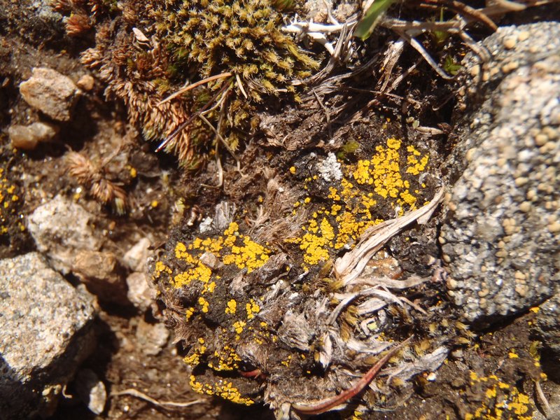Candelariella canadensis