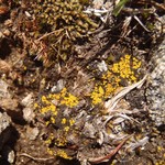 Candelariella canadensis
