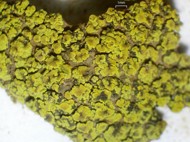 Candelariella citrina