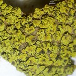 Candelariella citrina