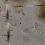 Candelariella citrina