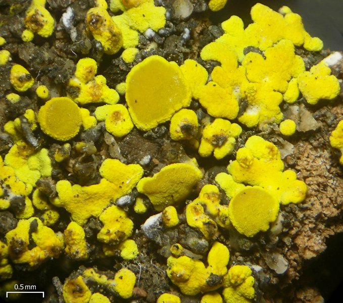 Candelariella citrina