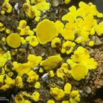 Candelariella citrina