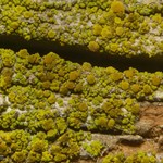 Candelariella deppeanae