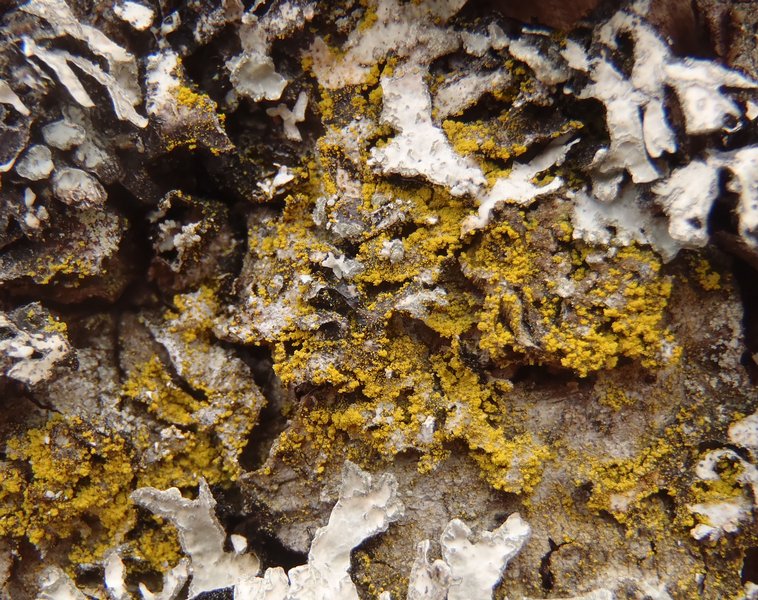 Candelariella efflorescens
