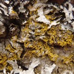 Candelariella efflorescens