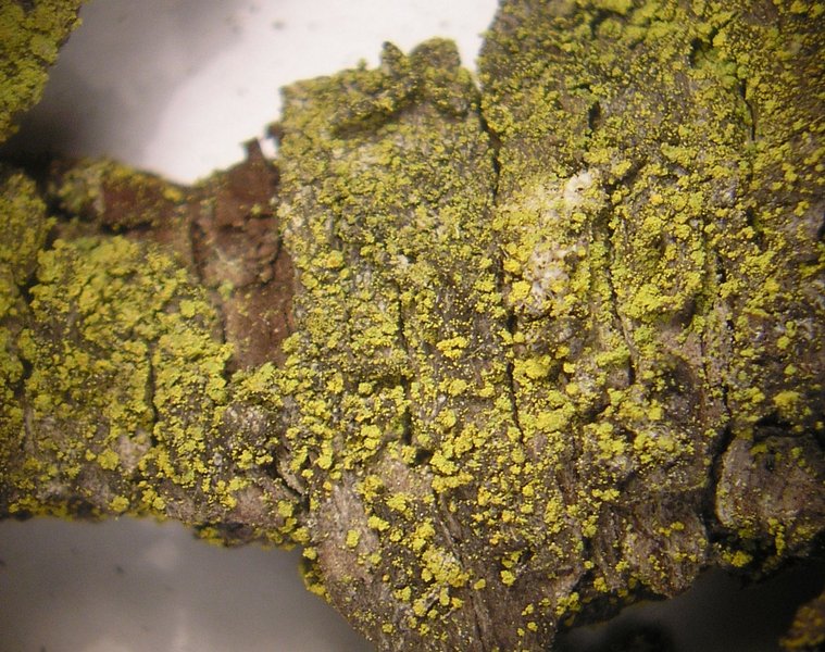 Candelariella efflorescens
