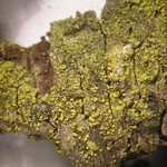 Candelariella efflorescens