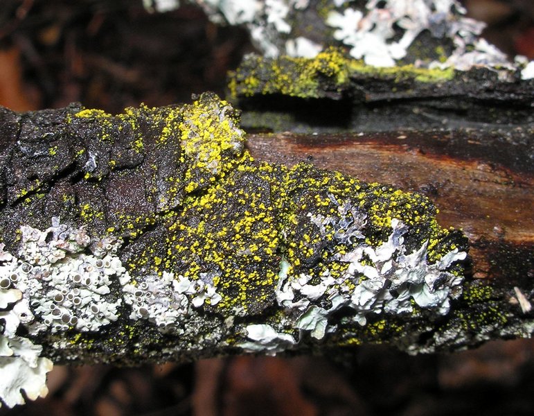 Candelariella efflorescens
