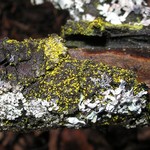 Candelariella efflorescens