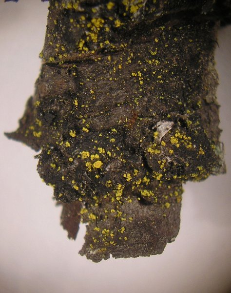 Candelariella efflorescens