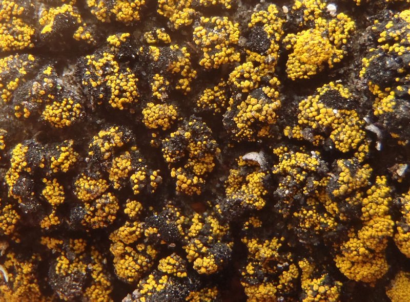 Candelariella kuusamoensis var. areolata
