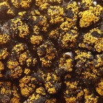 Candelariella kuusamoensis var. areolata