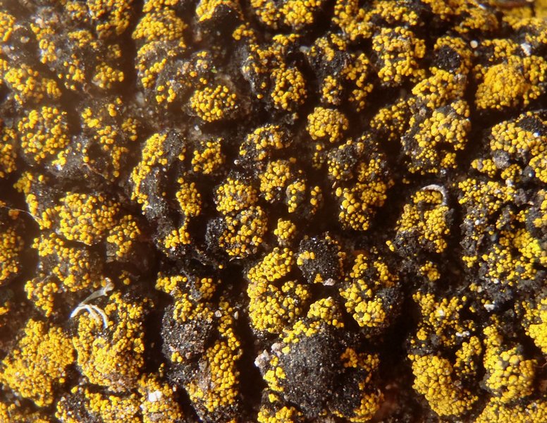 Candelariella kuusamoensis var. areolata