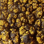 Candelariella kuusamoensis var. areolata