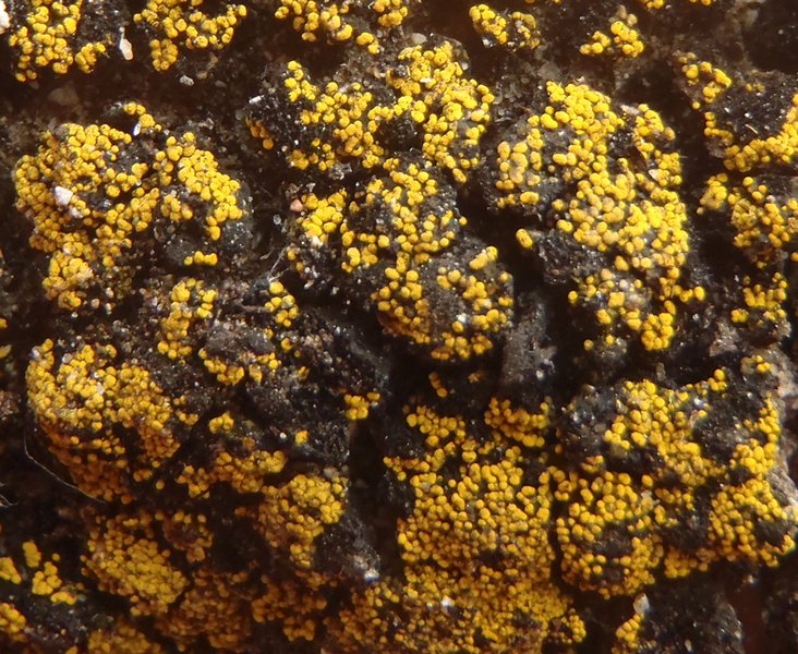Candelariella kuusamoensis var. areolata