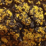 Candelariella kuusamoensis var. areolata