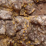 Candelariella lutella