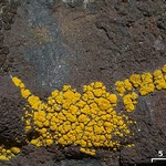 Candelariella rosulans
