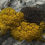 Candelariella rosulans