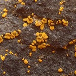Candelariella rosulans