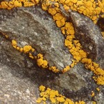 Candelariella rosulans