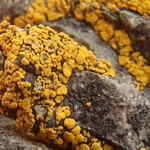Candelariella rosulans