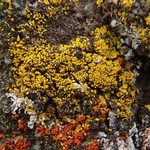 Candelariella rosulans