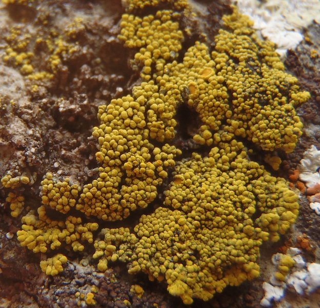 Candelariella spraguei