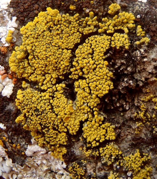 Candelariella spraguei