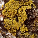 Candelariella spraguei